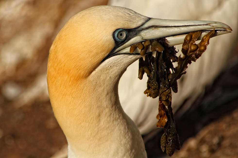 Imagen 5 de la galería de Aves